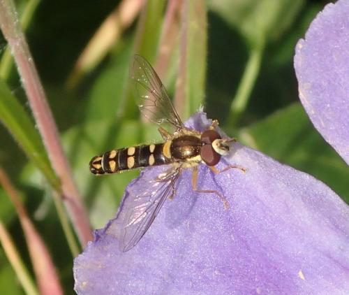 Sphaerophoria sp.